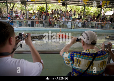 Krokodilschau Siamesisches Krokodil Crocodylus siamensis im Thailand Zoo Stockfoto