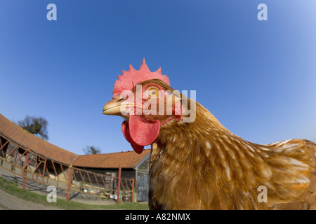 Glückliche Freihühner in Norfolk Stockfoto