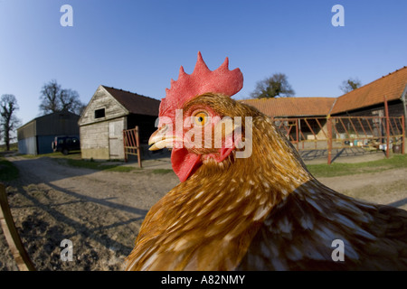 Glückliche Freihühner in Norfolk Stockfoto