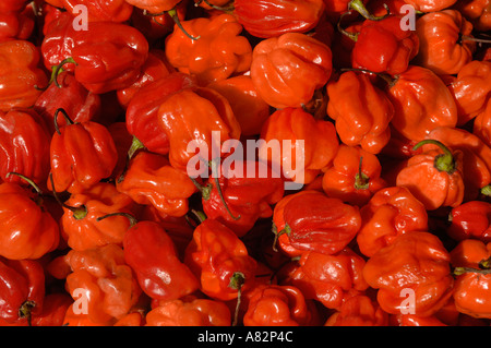 Scotch Bonnet Chili Paprika am Marktstand Stockfoto