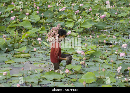 Lotus Blumen Nelumbo nucifera für religiöse Angebote in der Nähe von Bangkok Thailand angebaut werden Stockfoto