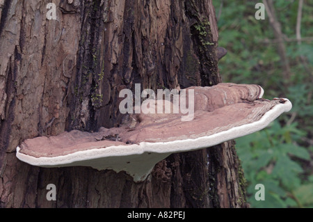 Des Künstlers Conk Pilz (Ganoderma Applanatum) auf Chosenia Arbutifolia Stamm Stockfoto