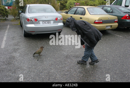 Kea am Milford Sound, Neuseeland Stockfoto