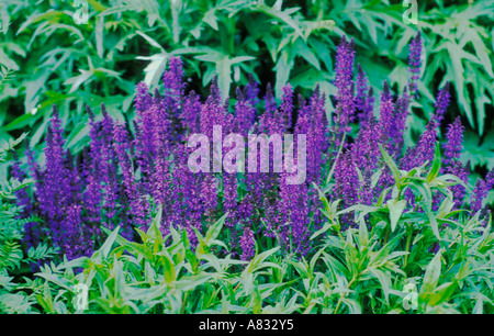 Salvia X superba MAINACHT Mai Nacht Stockfoto