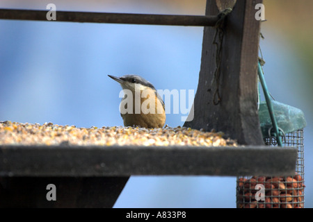Buchfink am Rande einer Vogel-Tabelle Stockfoto