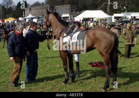 Rennpferd in der Parade Ring wartet der Jockeys Stockfoto