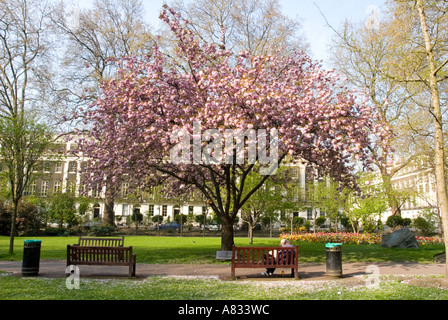 Cherry Tree Tavistock Friedensplatz in Erinnerung an Hiroshima-Opfer Stockfoto