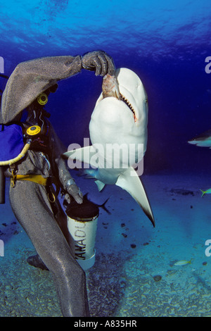 EIN TAUCHER IN EINEM KETTENHEMD ANZUG ERNÄHRT EIN RIFF HAI CARCHARHINUS ...