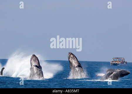 Eine Whale-watching Boot bekommt eine gute Show von Buckelwalen, Impressionen Novaeangliae aus Maui, Hawaii. Digital Composite. Stockfoto