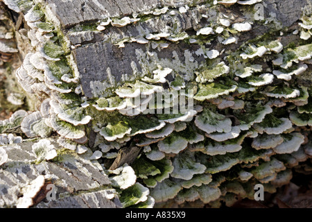 Pilze wachsen auf toter Baum Stockfoto