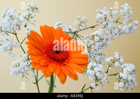 Blumenarrangement Orange Gerbera Optima Blume mit weißem Schleierkraut auf blass gold Hintergrund Stockfoto