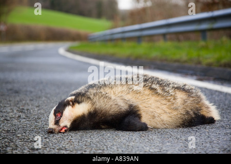 Ein Toter nach Dachs (Meles meles) liegen auf ländlichen Land Hauptstraße durch den Straßenverkehr getötet. Powys Wales UK Großbritannien Stockfoto