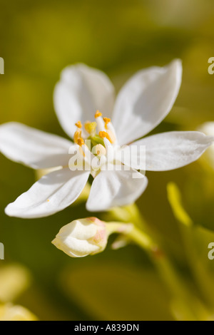 Nahaufnahme eines mexikanischen Orange Blossom, Choisya Ternata Sundance Stockfoto