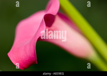 Rosa Calla Lilie - Zantedeschia Stockfoto