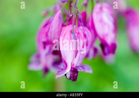 Dicentra 'Stuart Boothman' Stockfoto