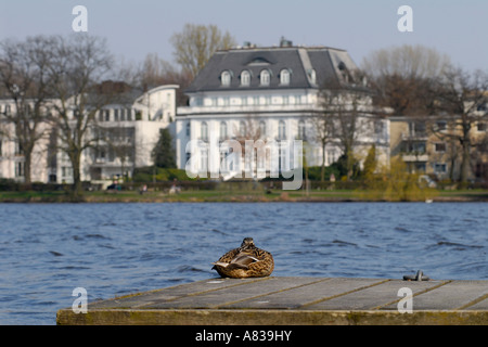 Herrschaftliche Villa an der Qualiät im Stadtteil Winterhude. Eine Ente ist auf einer Brücke die Außenalster mit einem Alsterview schlafen. Stockfoto