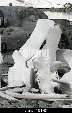 Massive Wal Knochen Bestandteil einer rekonstruierten Walskelett am Ufer des Jougla Point.Wiencke Insel der Antarktis Stockfoto