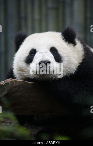 Giant Panda bei den großen Panda Forschung Station San Diego Zoo im Balboa Park, San Diego Kalifornien Stockfoto