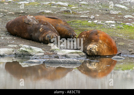 Selig schlafenden See-Elefanten Karkasse Insel in den Falkland-Inseln sind ein Lieblings Anblick mit Antarktis Kreuzfahrt-Passagiere Stockfoto