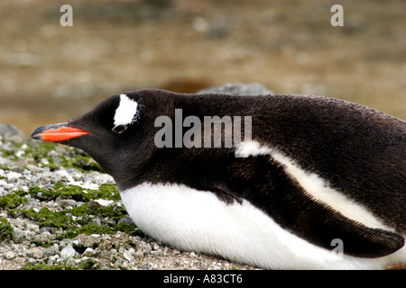 Aitcho Inseln sind bedeckt mit bunten Moose und Flechten sind ein Paradies und Zucht Platz für Gentoo und Kinnriemen Pinguine Stockfoto