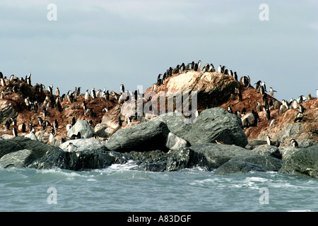 Historic Elephant Island, Antarktis ist die Website von Sir Ernest Shackleton heldenhafte Rettung von 22 seiner Männer Stockfoto