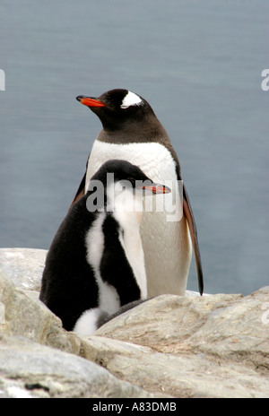 Gentoo Pinguin Familie, Neko Island, Antarktis. Stockfoto