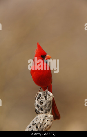Männliche nördlichen Kardinal Amado Arizona Stockfoto