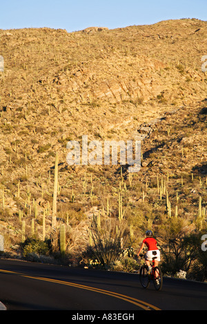 Radfahren auf Kaktus Schleife fahren Rincon Mountain Forstrevier oder Arizona Saguaro Osten Saguaro-Nationalpark Stockfoto