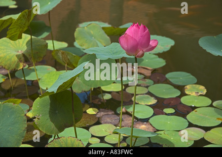 Kambodscha Phnom Penh Nationalmuseum Lotusblüte Asien Stockfoto