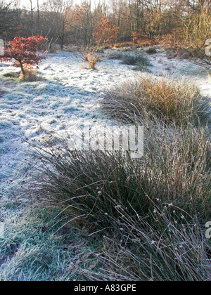 Winterfrost Stockfoto