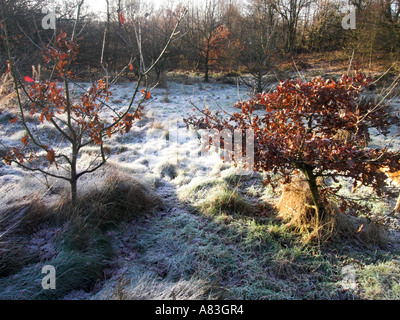 Englischen Winter Stockfoto