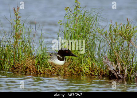 Gemeinsamen Loon sitzt auf einem nest Stockfoto