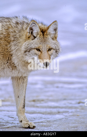 Kojote-Porträt im winter Stockfoto