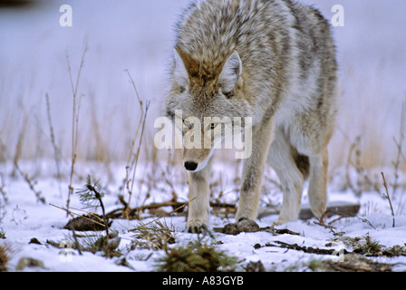 Coyote walking im winter Stockfoto