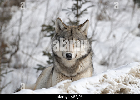 Wilder Wolf-Porträt Stockfoto