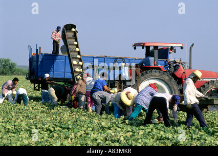 Zugewanderten Landarbeiter Ernte Honigmelonen im Rio Grande Valley Texas Stockfoto