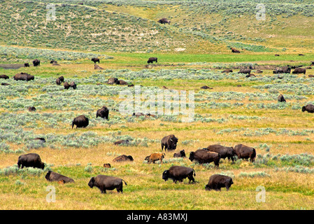 Büffel grasen im Yellowstone-Nationalpark, Wyoming Stockfoto
