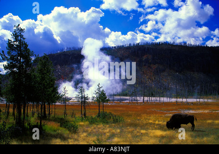 Bisons im Yellowstone-Nationalpark, Wyoming Stockfoto