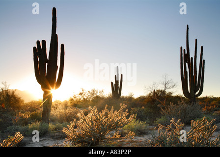 Saguaro-Kaktus in McDowell Mountain Regional Park in der Nähe von Fountain Hills östlich von Phoenix Arizona Stockfoto
