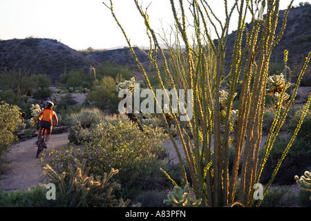 Mountainbiken auf den Competive Trails McDowell Mountain Regional Park in der Nähe von Fountain Hills östlich von Phoenix Arizona Stockfoto