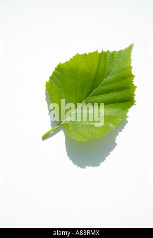 Papier-Birke - Betula Papyrifera-Blätter mit weißem Hintergrund Stockfoto