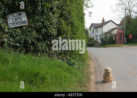 Lustige Zeichen langsam Katzen Kreuzung Ortsschild Ullingswick Herefordshire. England HOMER SYKES Stockfoto