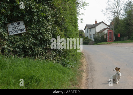 Lustige Tier foto Bild melden Langsam Katzen Kreuzung Ortsschild Ullingswick Herefordshire. England 2007 HOMER SYKES Stockfoto