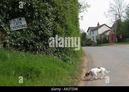 Langsame Katzen Crossing Ortsschild Ulliswick Herefordshire, England Stockfoto