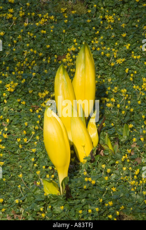 Gelbe Skunk Cabbage (Lysichiton Americanus) in Blüte April North Yorkshire Garden UK Stockfoto