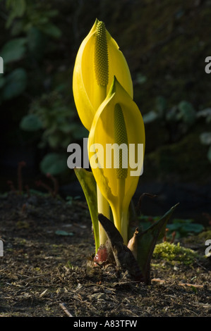 Gelbe Skunk Cabbage (Lysichiton Americanus) Blumen Hintergrundbeleuchtung April North Yorkshire Garden UK Stockfoto