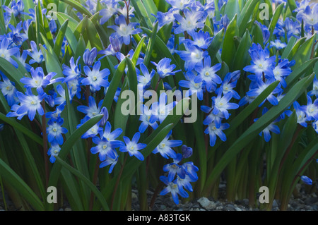 Herrlichkeit des (Chionodoxa Forbesii Sorte Blauer Riese) North Yorkshire Schneegarten England UK Stockfoto