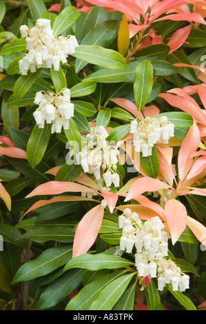 Pieris Japonica 'Forest Flame' mit Blumen und neue Laub April West Yorkshire Garten UK Europe Stockfoto