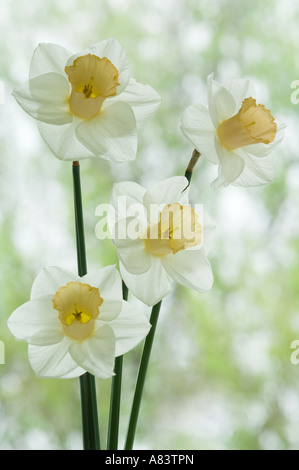 Narcissus Salome Division 2 Narzisse Blüte April West Yorkshire Garten UK Europe Stockfoto