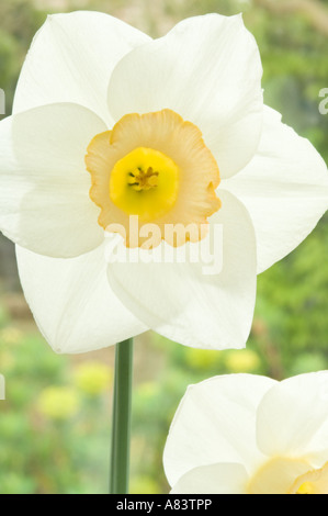 Narcissus Salome Division 2 Narzisse Blüte April West Yorkshire Garden UK Stockfoto